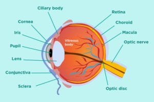 Parts of the Eye Infographic