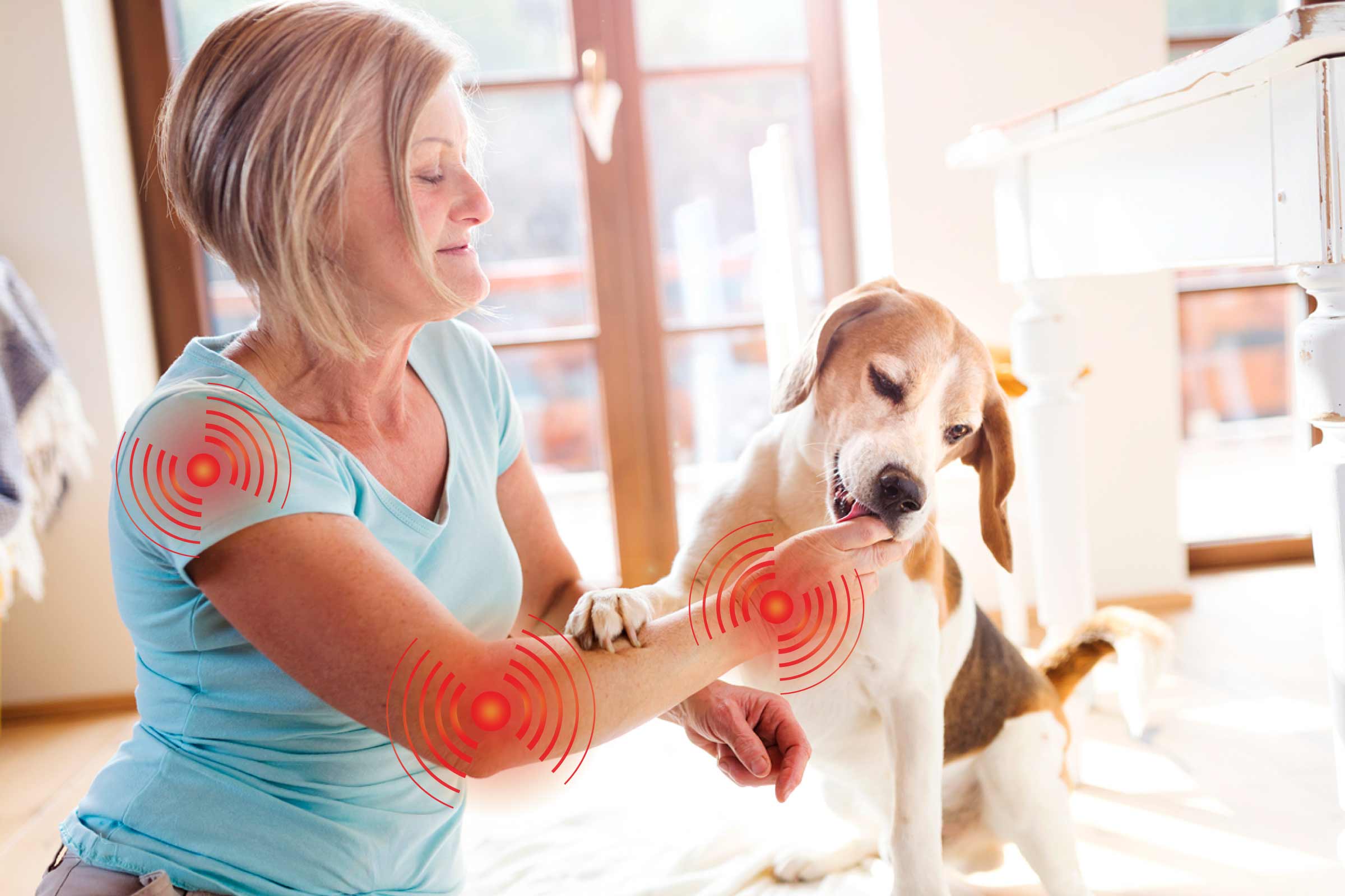 arthritis in dogs what is it and how to help your canine
