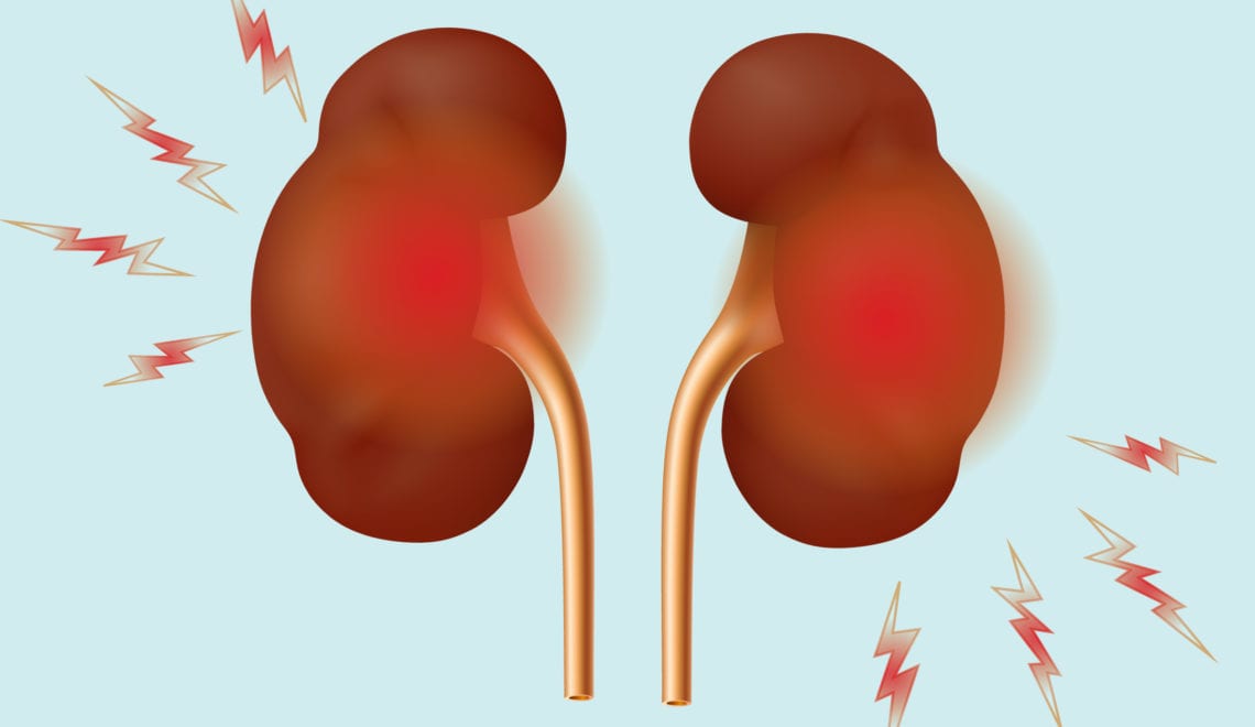 Kidneys cartoon